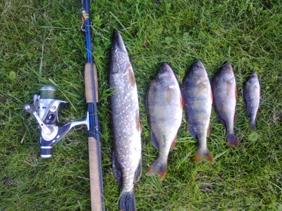 Northern Pike — Neman River