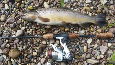 Brown Trout