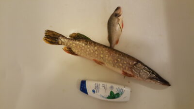 Northern Pike, 1.1 kg — Neman River