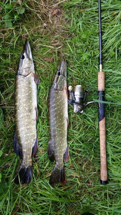 Northern Pike — Neman River