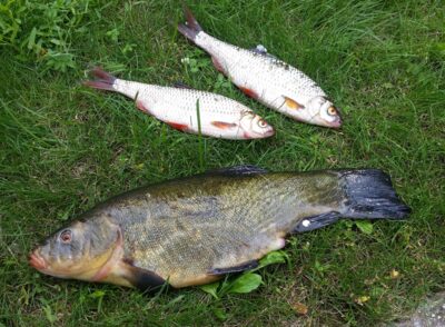 Tench, 1.0 kg — Skaistis