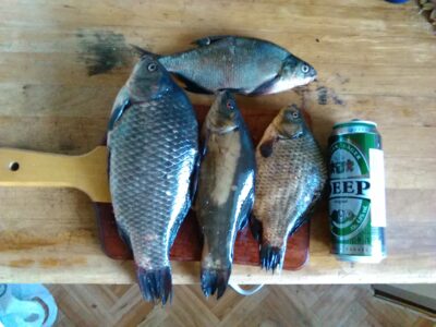 Prussian carp, 0.9 kg — Šventas