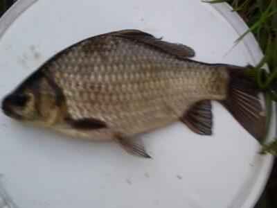 Prussian carp — Prūdas