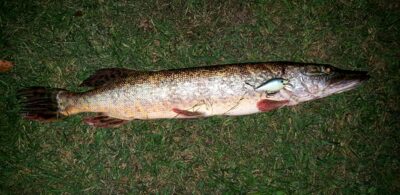 Northern Pike, 1.7 kg — Neman River