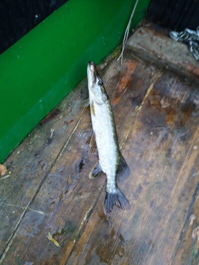 Northern Pike — Apušys