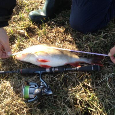 Eurasian perch, 0.8 kg — Pašiaušės I-asis