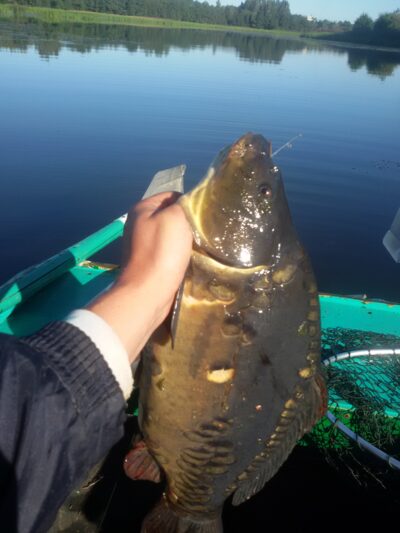 Mirror carp, 3.1 kg — Ekrano gamyklos