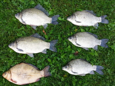 Prussian carp ×6