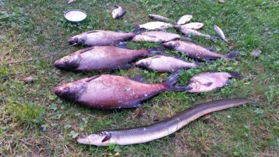 European eel, 1.2 kg — Galuonis