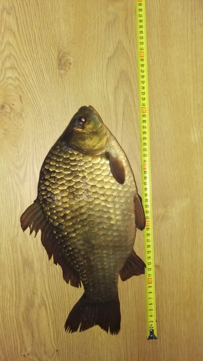 Prussian carp, 1.5 kg