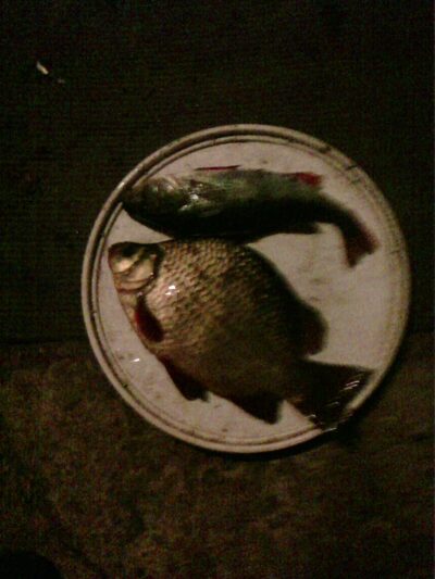 Crucian carp, 0.3 kg — Dargaičių