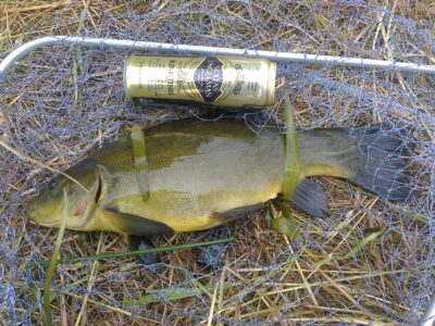 Tench, 1.9 kg — Šventoji