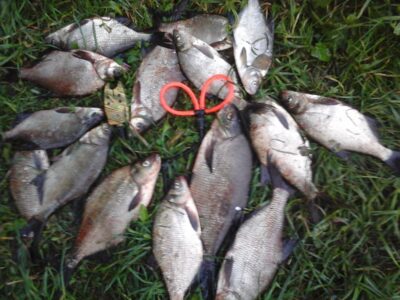 Carp bream ×14 — Lamėstas