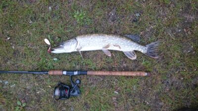 Northern Pike, 1.1 kg — Marijampolės II-asis