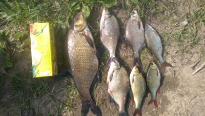 Carp bream, 2.1 kg — Шешупе