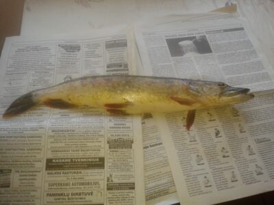 Northern Pike, 1.0 kg