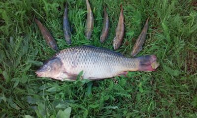 Carp, 2.2 kg — Neman River