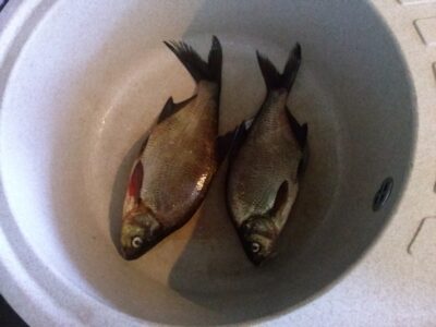 Carp bream, 0.5 kg — Bijotė