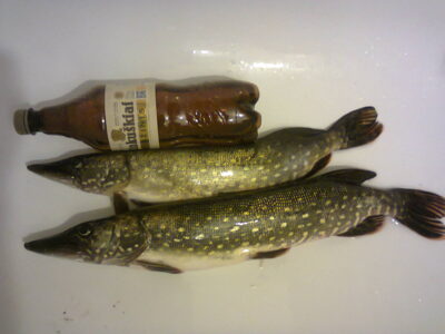 Northern Pike