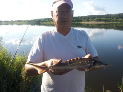 Kaluga (fish), 0.5 kg