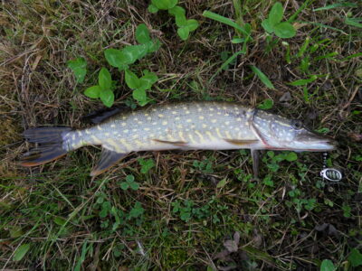 Northern Pike — Pagryžuvio