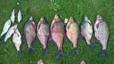 Carp bream ×6 — Čičirys