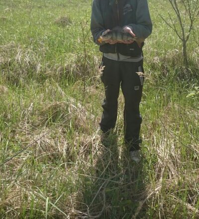 Eurasian perch, 0.5 kg — Šventoji