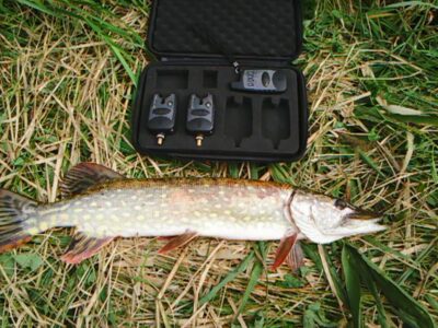 Northern Pike, 2.5 kg — Ašmintos