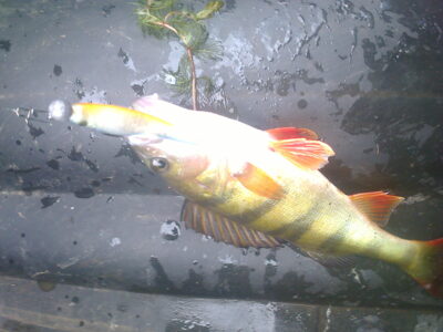 Eurasian perch, 0.3 kg — Žeimenys