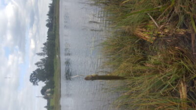 Northern Pike — Keturiasdešimt totorių