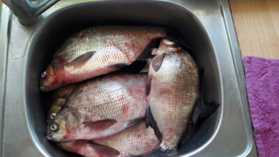 Carp bream ×5 — Kaunas reservoir