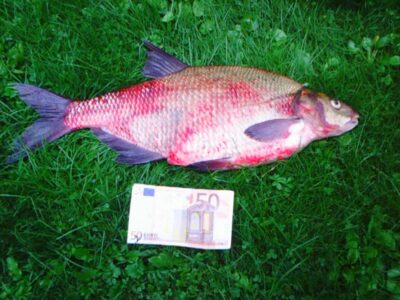 Carp bream, 2.7 kg — Kaunas reservoir