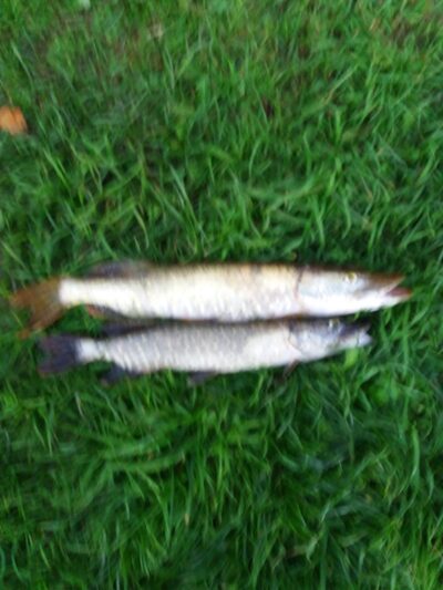 Northern Pike — Pagryžuvio