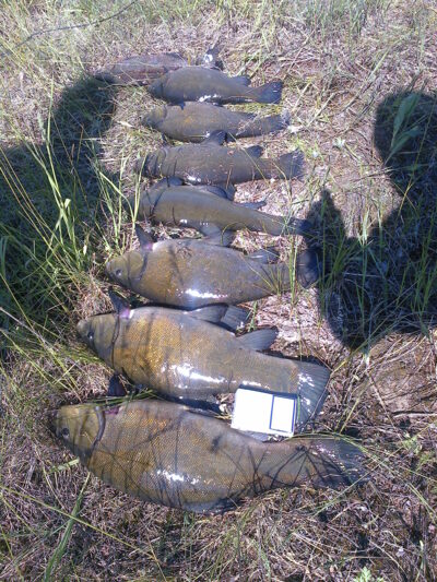 Tench, 2.2 kg — Šventoji