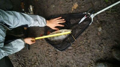 Eurasian perch, 0.9 kg — Mišė
