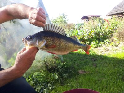 Eurasian perch, 0.8 kg — Bebrusai