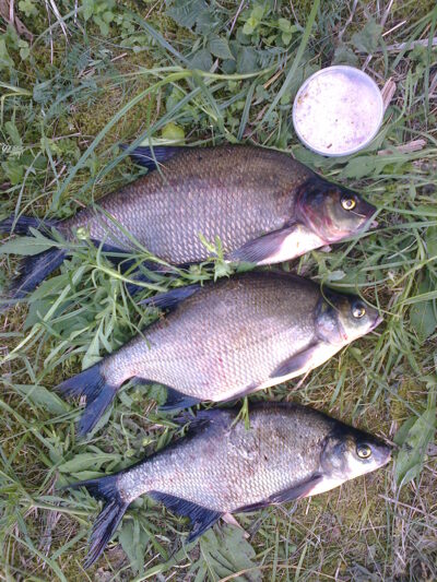 Carp bream, 1.1 kg — Nemeikščių