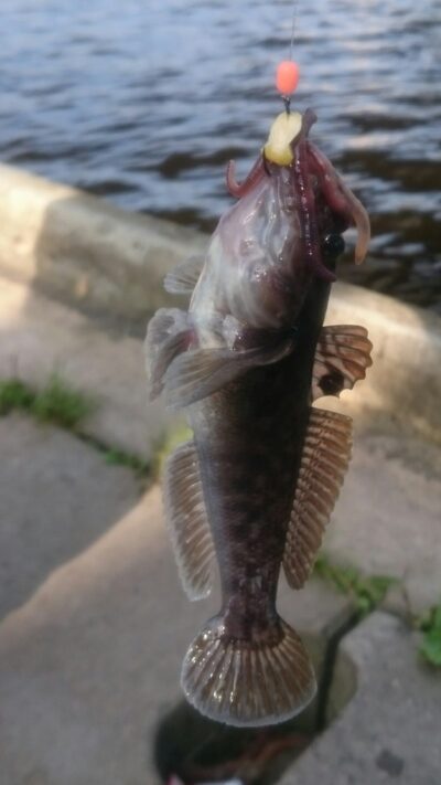 Sand goby, 0.1 kg — Buļļupe