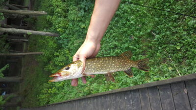 Northern Pike, 1.1 kg — Baluošas