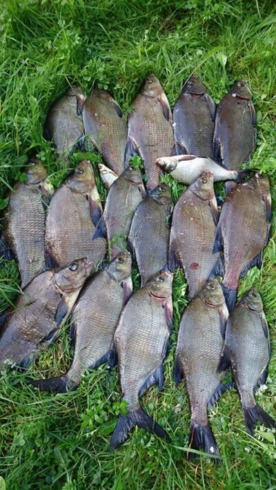 Carp bream ×17