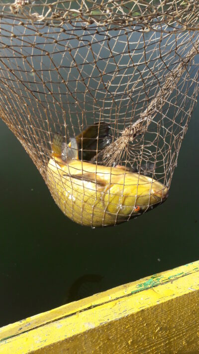 Tench, 1.2 kg