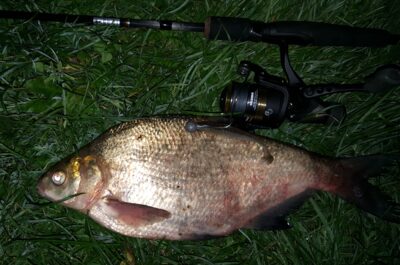 Carp bream, 1.0 kg — Neman River
