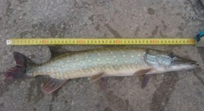 Northern Pike, 0.7 kg — Lielupe