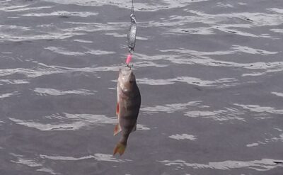 Eurasian perch, 0.1 kg