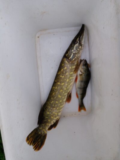 Northern Pike — Pašiaušės I-asis