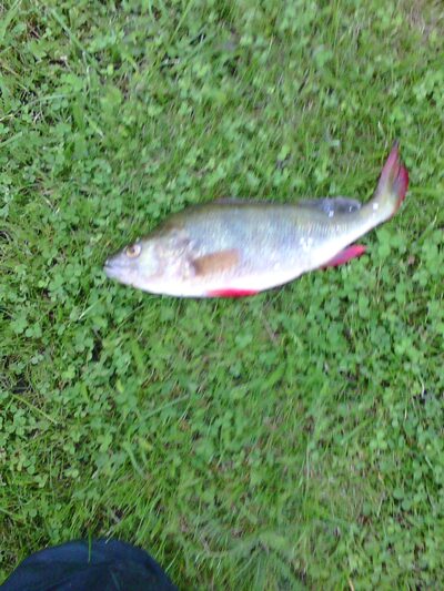 Eurasian perch, 0.5 kg — Dargaičių