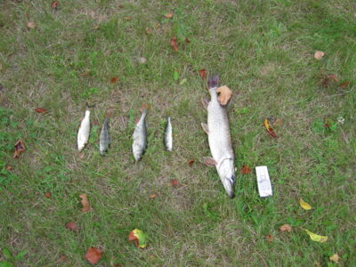 Northern Pike — Neman River