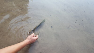 Northern Pike, 0.3 kg — Baluošas