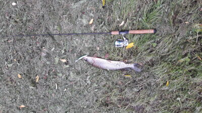 Northern Pike, 1.3 kg — Vilbėnas