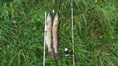 Northern Pike, 2.2 kg — Tūbausių I-asis
